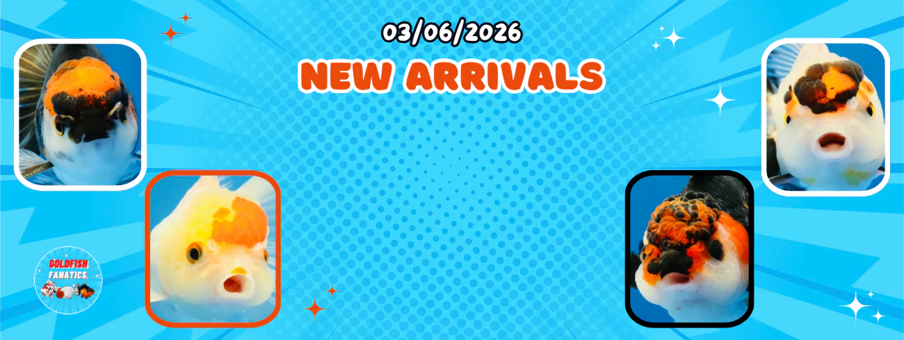 Welcome to Our Store