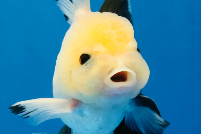 New Arrivals 03/20/26