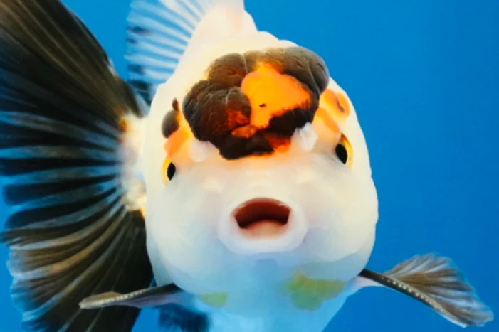 New Arrivals 03/20/26